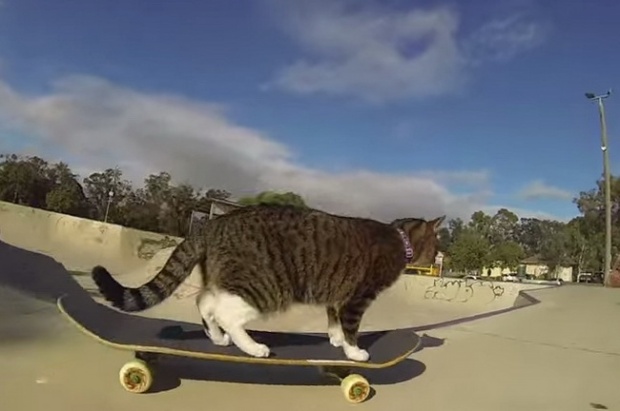 รู้ยัง? แมวก็เล่นสเก็ตได้นะ