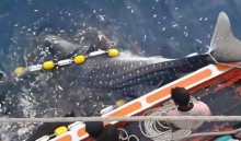 นาทีชีวิต ฉลามวาฬติดอวน ชาวประมงโดดช่วยปลดอวน