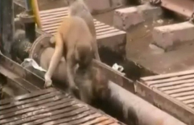 สุดซึ้ง!! ลิงฮีโร่ช่วยชีวิตเพื่อนโดนไฟฟ้าชอร์ต มาดูกันว่าช่วยได้หรือไม่