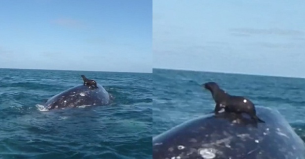 เฮ้ยน่ารักอ่ะ!! แมวน้ำขี่หลังปลาวาฬอวดนักท่องเที่ยวกลางทะเล!!