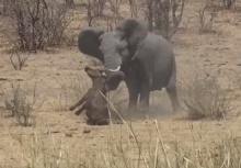 นาทีชีวิตสุดโหด!!ช้างป่าคลั่งใช้งาแทงควายป่าดับอนาถ