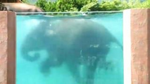 สวนสัตว์เปิด ฟูจิ ซาฟารี พาร์ค ในญี่ปุ่น ลงทุนสร้างสระว่ายน้ำให้ช้าง