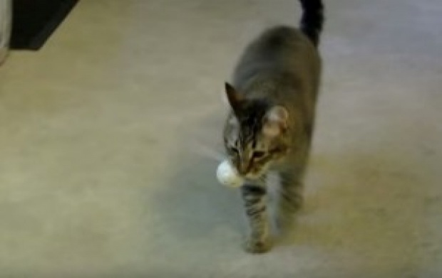 หิวแล้ว!! น้องแมวแสนรู้ คาบลูกบอลหยอดตู้อาหารกินเอง!!