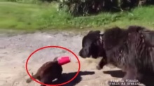 สุดซึ้ง! หมาฮีโร่ช่วยแมวหัวติดคากระป๋องได้สำเร็จ