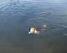 ฉลาดมากๆ หมาแสนรู้จับปลาให้เจ้าของ 