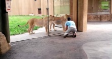 อย่างฮา! นี่คือวิธีการเล่นกับสิงโตที่บ้ามาก!