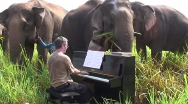 นักดนตรีเล่นเปียโนให้ช้างฟัง เจ๋งอะ!
