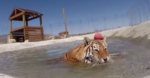 น่าเอ็นดู... เมื่อเสือโคร่งได้ลงน้ำเป็นครั้งแรกในชีวิต ทำตัวอย่างกับแมว!