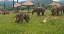 น่ารัก! ช้างน้อยวิ่งเล่นกับเจ้าหมา ใครเห็นเป็นต้องยิ้ม