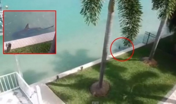 เกิดอะไรขึ้นเมื่อฉลามว่ายน้ำอยู่หน้าบ้าน