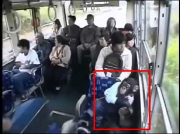 มีน้ำใจ!!!เจ้าลิงน่ารัก ลุกขึ้นให้ คนแก่ นั่งบนรถเมล์