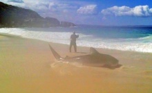 ตะลึง! หนุ่มจับฉลามเสือยาว 4 เมตรได้