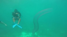 นักดำน้ำพบสิ่งลึกลับใต้ท้องทะเล และยังไม่มีใครแน่ใจว่ามันคือตัวอะไร!?