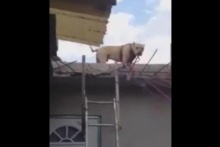 ไม่ธรรมดา!!! น้องหมาโชว์ปีนถอยหลังลงบันไดกว่า 2 เมตร!!!