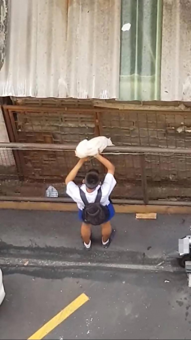 น่าร๊าก!! หนุ่มชุดนักเรียน เสี่ยงปีน ช่วยแมวติดบนหลังคา โชเซียลแชร์ตรึม! (มีคลิป)