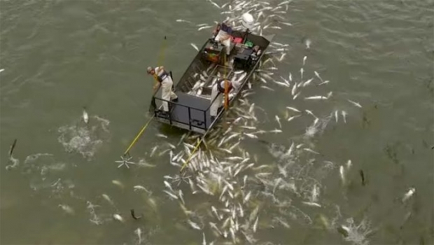 ชอร์ตฆ่าหมู่ปลาต่างถิ่น สหรัฐปล่อยกระแสไฟลงน้ำจนดิ้นพล่าน(คลิป)
