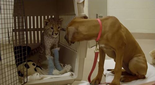 น่ารัก! น้องหมาเป็นกำลังใจให้เสือดาวในการผ่าตัด