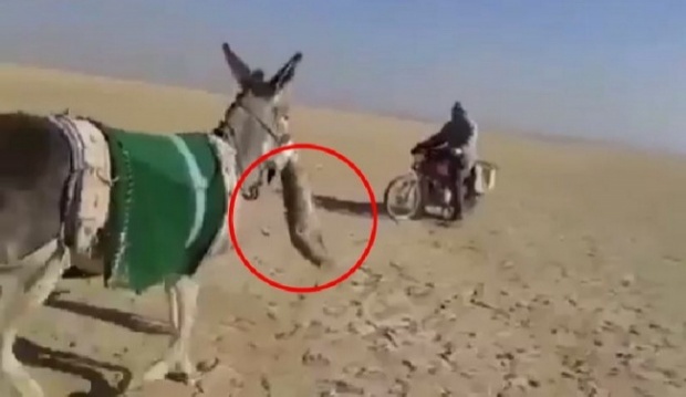  ลา ในอิรัก จู่โจมปลิดชีพสุนัขจิ้งจอก กลางทะเลทราย