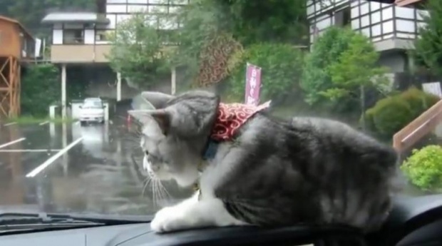 น่ารักอ่ะ!! เมื่อเจ้าแมวน้อยได้นั่งหน้ารถ ความฮาก็เกิด !!!
