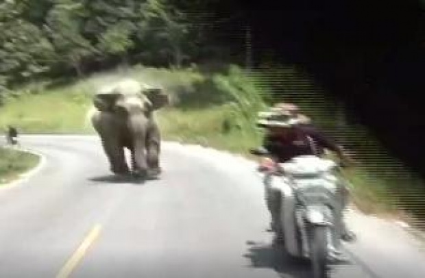 วินาที... ช้างป่าไล่มอเตอร์ไซค์ช่างภาพ  ขณะถ่ายช้างป่าอาละวาด