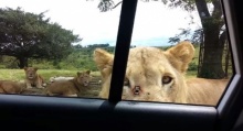เกือบหัวใจวาย! เมื่อสิงโตเดินมาเปิดประตูรถเองได้ 