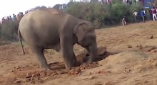 แม่ช้างตะกุยดินนาน 11 ชม. เพื่อช่วยลูก