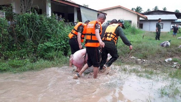 ทหารช่วย ทีมหมูบ้าน 8 ชีวิตหลุดคอก หลังฝนตกหนัก-น้ำท่วมหลายพื้นที่ในนครพนม (มีคลิป)