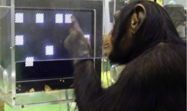 เชื่อหรือไม่? ความทรงจำของ “ลิงชิมแปนซี” ดีกว่ามนุษย์เยอะ!!