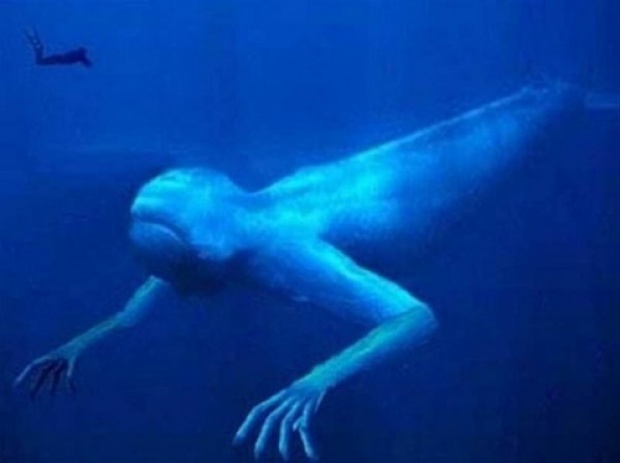 สุดลึกลับ!! สัตว์แปลกใต้ทะเล ดูแล้วคิดว่ามีจริงมั้ย!??