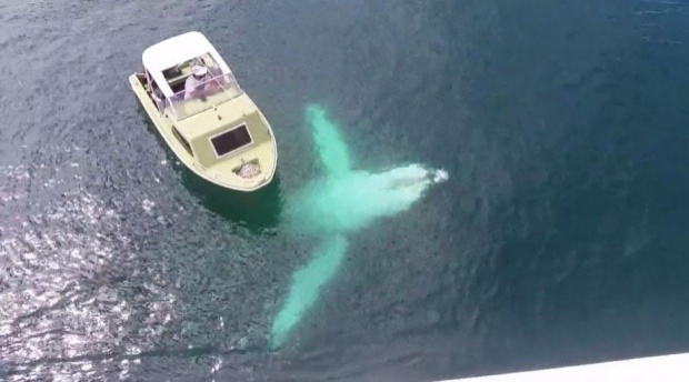 สุดยอดฝูงปลาวาฬ..ออกมาโชว์ตัวเล่นน้ำรอบเรือนักท่องเที่ยว