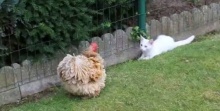 น่ารักอะ! แมวชวนไก่เล่น แต่ไก่ไม่สนใจ!