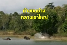คลิปหาดูยาก!! ช้างชนช้าง กลางเขาใหญ่ สู้กันในอ่างเก็บน้ำสายศร 