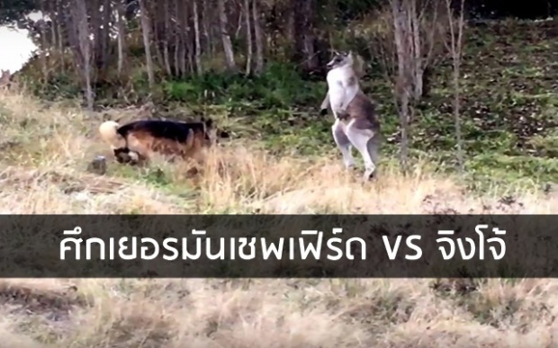 ศึกเยอรมันเชพเฟิร์ด VS จิงโจ้