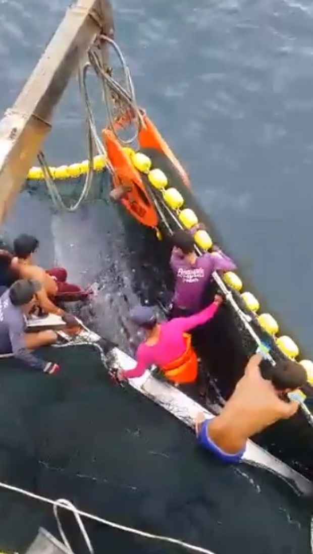 เเห่ชื่นชม! ฉลามวาฬติดอวน เจอประมงใจดีช่วยชีวิต ปล่อยคืนสู่ท้องทะเล(คลิป)