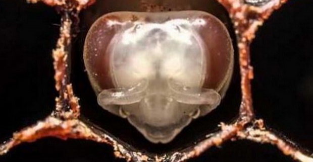 หาดูยาก มาชมวินาทีแรกของผึ้ง ตั้งแต่ตัวอ่อนยันโตเต็มวัย