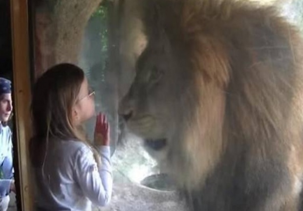 เด็กน้อยจูบสิงโตผ่านกระจก แต่ก็ต้องเหวอเพราะสิ่งที่มันทำ!!