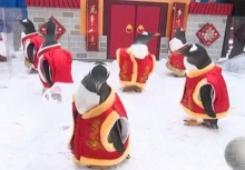 สีสันรับตรุษจีน จับแก๊งเพนกวินแต่งกี่เพ้า น่ารักสุด ๆ