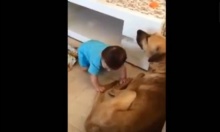 ระวัง!!สุนัขบางตัวไม่รักเด็กนะจ๊ะ อย่าปล่อยให้เด็กเล่นกับสุนัขไม่งั้นอาจเป็นแบบนี้!?