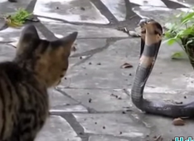 แมว ปะทะ งูเห่า ใครจะอยู่ใครจะไป??