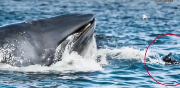 ตากล้องเฉียดตาย วาฬบรูดาซ์เกือบงาบเข้าปาก