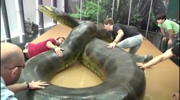 โฉมหน้า! Titanoboa งูยักษ์ที่ใหญ่ที่สุดในโลก