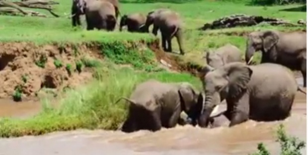 วินาทีสุดประทับใจ..แม่ช้างช่วยลูกชายฝ่ากระแสน้ำเชี่ยว