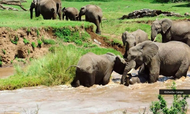 นาทีชีวิต!	“แม่ช้าง” ช่วย “ลูกช้าง” ถูกกระแสน้ำเชี่ยวพัด