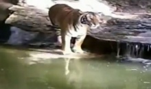 สุดแปลก!  เสือโคร่ง ชอบเล่นน้ำ-ฟังเพลงหมอลำซิ่ง