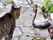 สุดโหด! ศึกไฝว้ระหว่างแมวกับงูเห่า รอบนี้ใครจะหนีก่อนกัน!