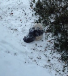 ่น่ารักอ่ะ แพนด้าตัวกลมดิ๊กกลิ้งไปมา รับหิมะแรกของปี