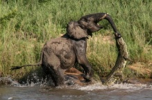 ภาพนาทีสุดระทึก ช้างป่าโดนจระเข้โดดงับงวง !!