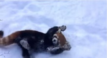 เริงร่าน่ารัก! แพนด้าแดงเล่นหิมะอย่างเพลิน