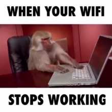 มาดูอาการของลิงเมื่อ wifi หลุด (ชมคลิป)