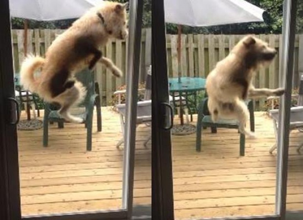 อย่างฮา! หมากระโดดกระแทกประตู เพราะอยากเข้าบ้าน